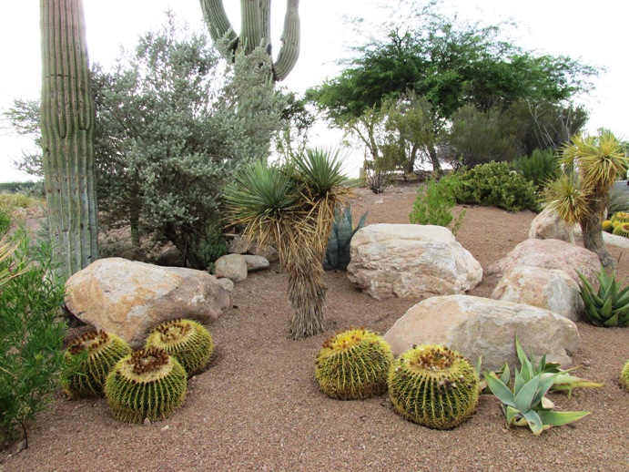 landscaping ideas arizona desert
