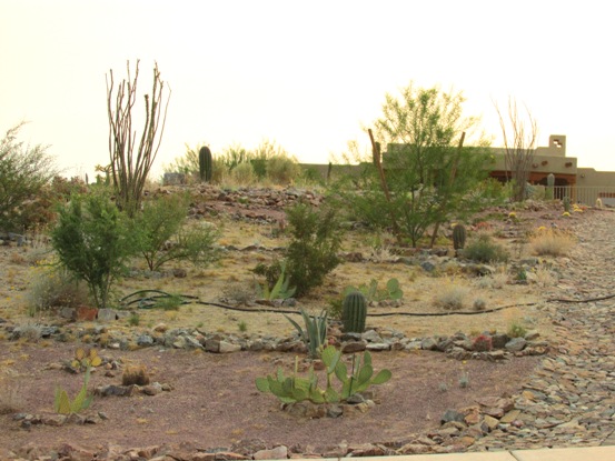 8 Steps to DIY xeriscape landscape design – Arizona Desert ...